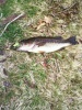 Here is the first bass i cought of 2010. Cought him on a spinnerbait in a small weedy pond.