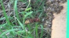 Ouvrière du frelon asiatique fasse à la "barbe" : défense efficace des abeilles sur la planche d'envol de la ruche (photo apiculteur06)