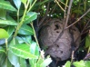 nid de frelon dans un buisson a 2 m du sol.