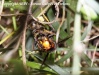 Ouvrière du frelon asiatique venant de capturer une abeille (juillet 2012, photo Antoine)