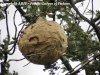 Gros nid de frelon asiatique perché dans un arbre en fin de saison (septembre 2012 - photo Antoine)