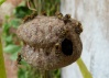 Voilà des petites guêpes de Guyane (Brachygastra). Tellement pacifiques que l'on peu même les caresser sans jamais se faire attaquer.