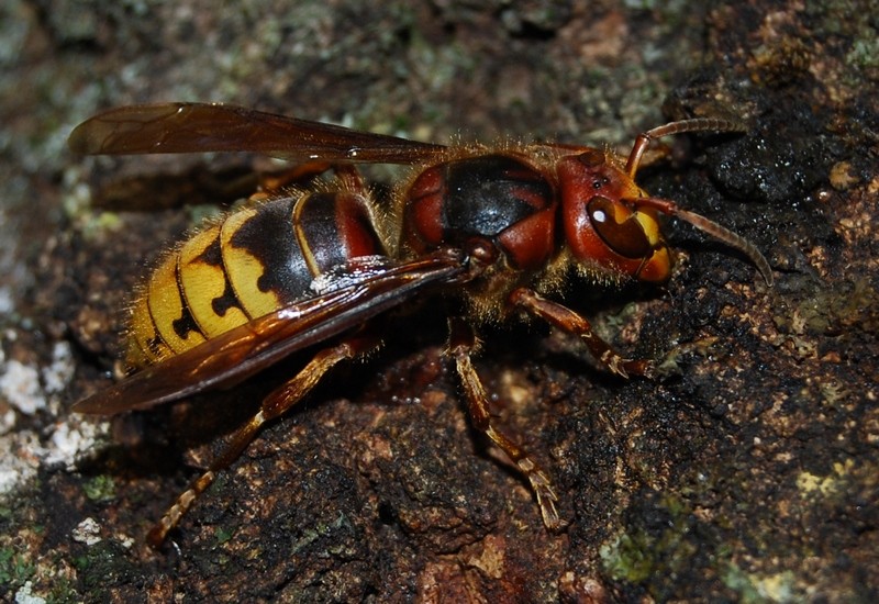 Fondatrice sur sève