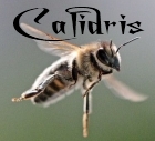 Calidris