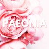 Paeonia