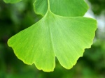 Ginkgo