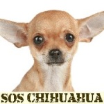 SOS CHIHUAHUA