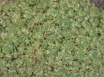 Les succulentes 399-26
