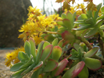 Identifications plantes succulentes 456-50