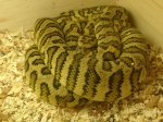 carpet python