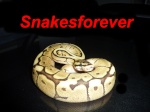 snakesforever