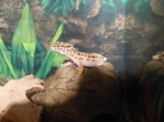 GeckoLeopard90