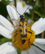 Le coléoptère