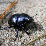 Dorcus