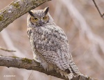 Oiseaux d'ailleurs 2458-97