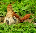 Oiseaux en captivité 4369-0