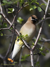 Oiseaux en captivité 4788-32