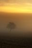 Concours N° 56 - Arbre (septembre 2012) 100210