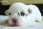 boyToT