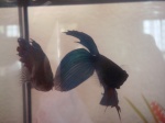 Betta-13