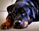 Rottweiler Swonn-Rottie