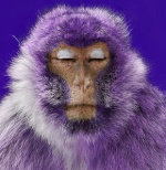 purplemonkey