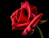 deep rose-red