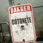 COTONETE