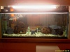 Tropheus Land Isma 450L