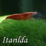 Itarilda