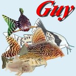 Guy