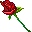 Pour mon fils Vincent né le 27 novembre 1981 Red_rose