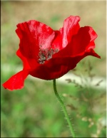 coquelicot