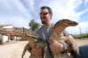 Varanus salvator de Malaysia. 2 males / 2,50 m.