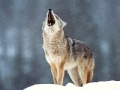 wolfy2004