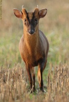 muntjac