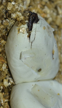 Egg