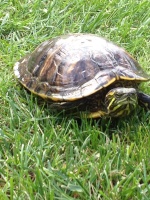 turtle-09