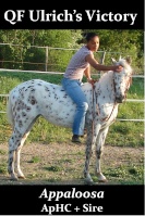 QF-Appaloosa&Paint