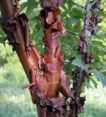 FAGUS