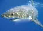 White shark