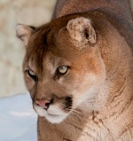 Puma concolor