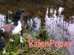 ValenPoney