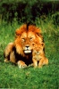 les animaux Lion10