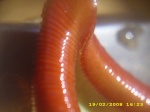 Misternepenthes