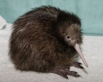 Kiwi_09