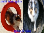 sheltiesdu69