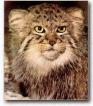 manul