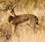 chinkara