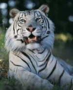 le tigre blanc